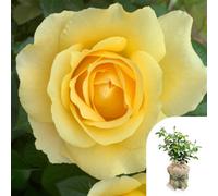YouGarden Harkness Roses 'Alfie Boe' OBE ® Rose, Gift Wrapped, 4 Litre Potted