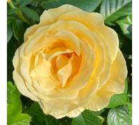 Yougarden Harkness Roses 'alfie Boe' Obe Yellow Rose, 3-4 Litre Potted