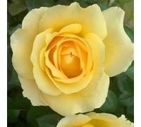 YouGarden Harkness Roses 'Alfie Boe' OBE ® Yellow Rose, 4 Litre Potted