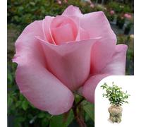 Yougarden Harkness Roses Amelia's Rose, Gift Wrapped Climbing Pink Fragrant, Repeat Flowering, Established 4 Litre Pot