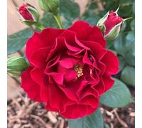 YouGarden Harkness Roses Amy's Rose, Gift Wrapped Crimson Floribunda Rose, 4 Litre Pot, Spicy Scent, Gift Ready To Plant