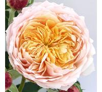 Yougarden Harkness Roses Anthony's Rose, Climbing Amber Pink, 4 Litre Potted Plant, Fragrant Garden Colour, Ready To Plant
