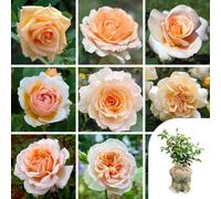 Yougarden Harkness Roses Apricot Rose, Gift Wrapped Established Rose Plant In 4 Litre Pot, Ready To Plant Rose For Pots, Beds, Or Borders, C