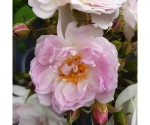 YouGarden Harkness Roses Arthur's Rose, 4 Litre Pot, Climbing Rose Blush White, Repeat Flowering Garden Colour