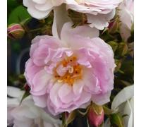 YouGarden Harkness Roses Arthur's Rose, Gift Wrapped 4 Litre Pot, Climbing Rose Blush White, Repeat Flowering Garden Colour