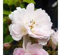 YouGarden Harkness Roses Arthur's Rose, Gift Wrapped 4 Litre Pot, Climbing Rose Blush White, Repeat Flowering Garden Colour