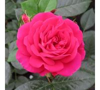 YouGarden Harkness Roses Barbara's Rose, Floribunda, Gift Wrapped Established 4 Litre Pot, Mauve Silver Repeat Flowering Compact Shrub