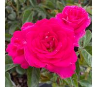 Yougarden Harkness Roses Barbara's Rose, Floribunda, Gift Wrapped Established 4 Litre Pot, Mauve Silver Repeat Flowering Compact Shrub