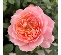 Yougarden Harkness Roses 'born Free' Rose , In 4L Pot