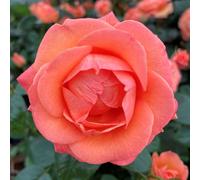 YouGarden Harkness Roses Brenda's Rose, Floribunda Established 4 Litre Pot Orange Fragrant Repeat Flowering Garden Plant