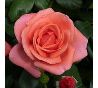 YouGarden Harkness Roses Catherine's Rose ®, 3 Litre Potted Rose, Ready to Plant