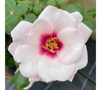 Yougarden Harkness Roses Chawton Cottage Rose , Gift Wrapped Climbing Rose In 4 Litre Pot