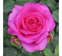 YouGarden Harkness Roses Claire Marshall Rose ® in 4 Litre Pot