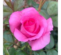 Yougarden Harkness Roses Claire Marshall Rose In 4 Litre Pot
