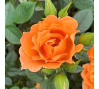 Yougarden Harkness Roses Climbing Rose 'bridge Of Sighs' Gift Wrapped 4 Litre Pot