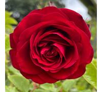 Yougarden Harkness Roses Climbing Rose 'cumberland' 4L Pot