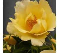 Yougarden Harkness Roses Climbing Rose 'gardener's Gold' 4 Litre Pot, Gift Wrapped