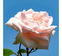 Yougarden Harkness Roses Climbing Rose New Dawn In 4 Litre Pot, Gift Wrapped, Beds, Borders Or Patio Planting, Climbing Roses Fast Growing H