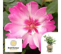Yougarden Harkness Roses Climbing Rose 'patricia Boe', Gift Wrapped Potted Rose In 3-4L Pot, Ready To Plant For Summer To Autumn Flowers