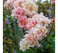 Yougarden Harkness Roses Compassion Climbing Rose ™ In 3L Pot
