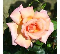 YouGarden Harkness Roses Compassion Climbing Rose ™ in 4L Pot