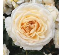 YouGarden Harkness Roses 'Cream Abundance' Rose, 4 Litre Pot