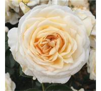 Yougarden Harkness Roses 'cream Abundance' Rose, 4 Litre Pot
