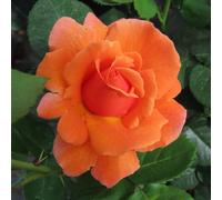 Yougarden Harkness Roses Cynthia's Rose, Floribunda 4 Litre Pot, Colour Changing Orange Pink Blooms, Patio Ready