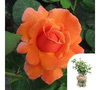 YouGarden Harkness Roses Cynthia's Rose, Gift Wrapped Floribunda 4 Litre Pot, Colour Changing Orange Pink Blooms, Patio Ready