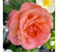 YouGarden Harkness Roses Daniel's Rose, Established Potted Rose in 4 Litre Pot, Ready to Plant Fragrant Roses for Pots, Beds or Borders, Floribunda Flowers from Summer to Autumn