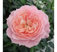 YouGarden Harkness Roses Denise's Rose, 4 Litre Apricot Orange Fragrant, Repeat Flowering Floribunda, Ready To Plant