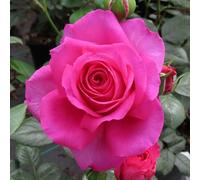 YouGarden Harkness Roses Donna's Rose, Floribunda Pink Fragrant Repeat Flowering Established 4 Litre Pot