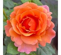 YouGarden Harkness Roses Easy Does It Rose ®, 4 Litre Potted