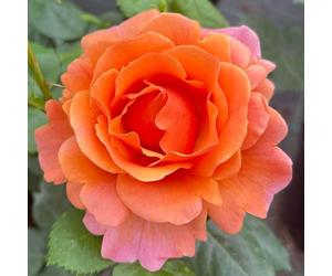 YouGarden Harkness Roses Easy Does It Rose ®, 4 Litre Potted