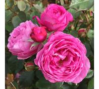 YouGarden Harkness Roses Edward's Rose, Hybrid Tea Pink Fragrant Repeat Flowering, Established in 4 Litre Pot