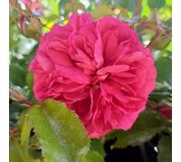 YouGarden Harkness Roses Elizabeth's Rose, 1 x 4 Litre Pot