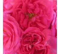 Yougarden Harkness Roses Elizabeth's Rose, 1 X 4 Litre Pot