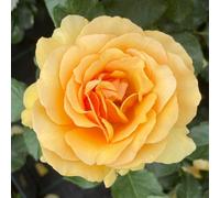 YouGarden Harkness Roses 'Emerald Wedding 55th Anniversary' ® Rose, Gift Wrapped, 4 Litre Potted Amber Flowers Sweet Scent Ready To Plant Garden Shrub