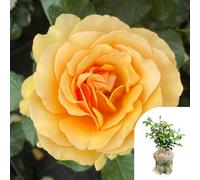 YouGarden Harkness Roses 'Emerald Wedding 55th Anniversary' ® Rose, Gift Wrapped, 4 Litre Potted Amber Flowers Sweet Scent Ready To Plant Garden Shrub