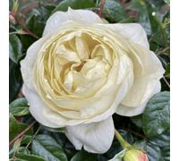 YouGarden Harkness Roses Emma's Rose, Floribunda White Cream, 4 Litre Potted Plant, Fragrant Garden Colour, Ready To Plant