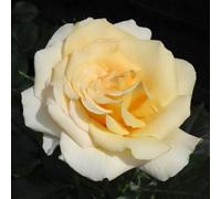 Yougarden Harkness Roses Gary's Rose, Established 4 Litre Pot, Yellow Hybrid Tea Bush, Repeat Flowering Garden Colour Patio