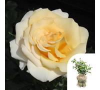 Yougarden Harkness Roses Gary's Rose, Gift Wrapped Established 4 Litre Pot, Yellow Hybrid Tea Bush, Repeat Flowering Garden Colour Patio