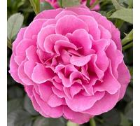 YouGarden Harkness Roses Gemma's Rose ® 4 Litre Pot