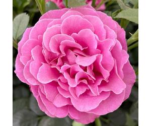 YouGarden Harkness Roses Gemma's Rose ® 4 Litre Pot