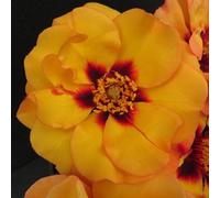 YouGarden Harkness Roses George's Rose, Established 4 Litre Pot, Amber Red Eye Persica Bush, Repeat Flowering Pollinator Friendly