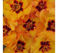 YouGarden Harkness Roses George's Rose, Established 4 Litre Pot, Amber Red Eye Persica Bush, Repeat Flowering Pollinator Friendly