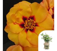YouGarden Harkness Roses George's Rose, Gift Wrapped Established 4 Litre Pot, Amber Red Eye Persica Bush, Repeat Flowering Pollinator Friendly