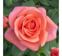 YouGarden Harkness Roses Gift Wrapped Catherine's Rose ®, 3 Litre Potted Rose, Ready to Plant
