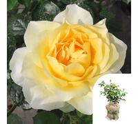 YouGarden Harkness Roses Gift Wrapped Julie's Rose 3L Pot