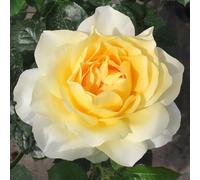 YouGarden Harkness Roses Gift Wrapped Julie's Rose 3L Pot